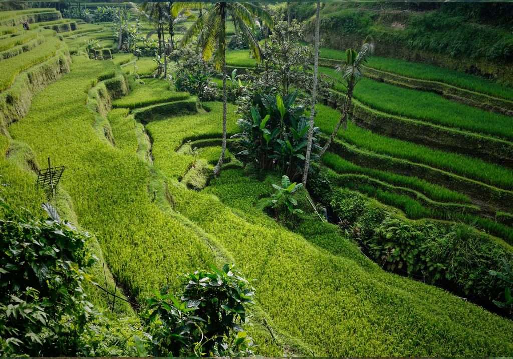 rijstenvelden-vietnam