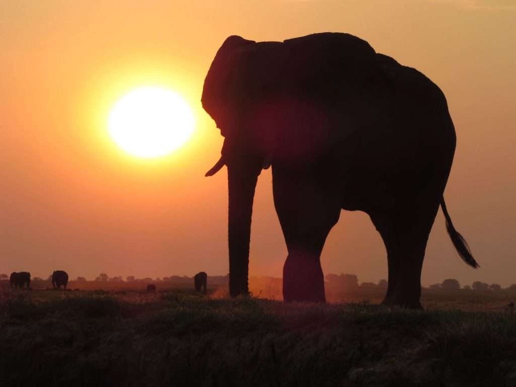 olifant-botswana-reis-sunset