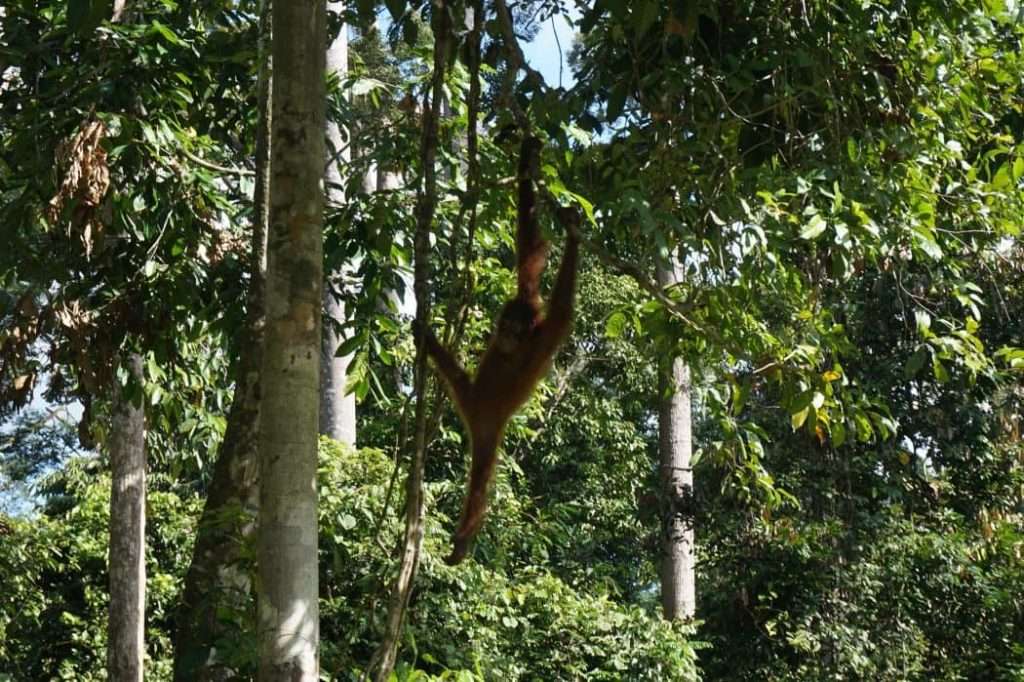 orang-oetans