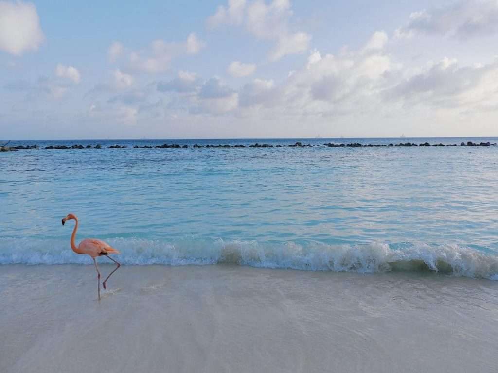 flamingo-welness