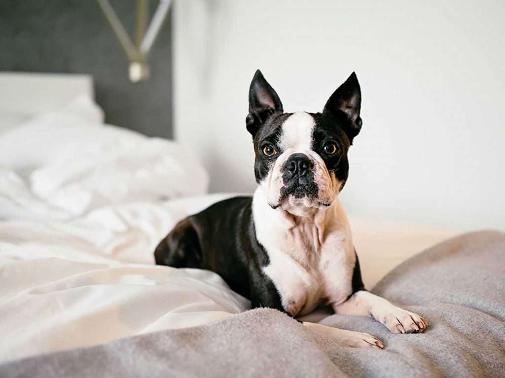 Vliegen met je hond