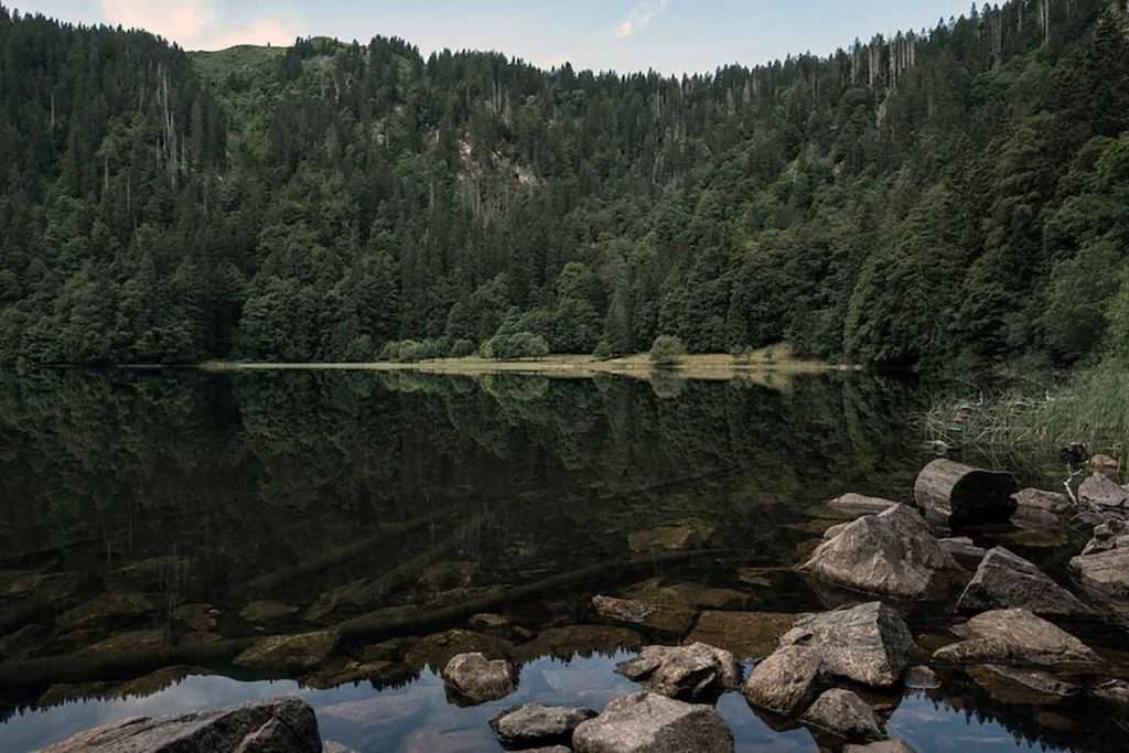 wandelen-in-het-zwarte-woud-1