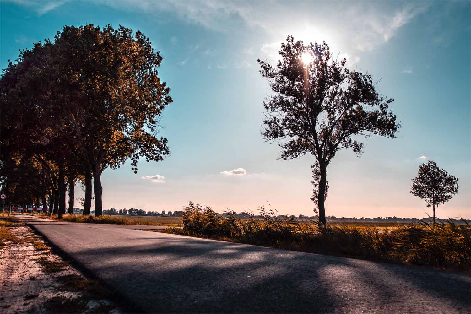 Landweg langs bomen en open velden in de zon