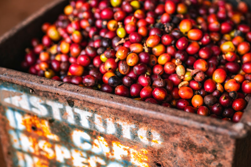 Tropisch fruit Costa Rica