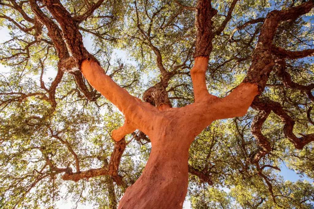 Reisblog Alentejo in Portugal. Op de foto de beroemde kurkeik in Alentejo