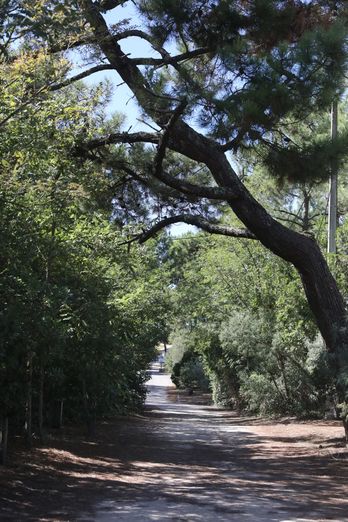 Schaduwrijk pad tussen de pijnbomen op Cap Ferret