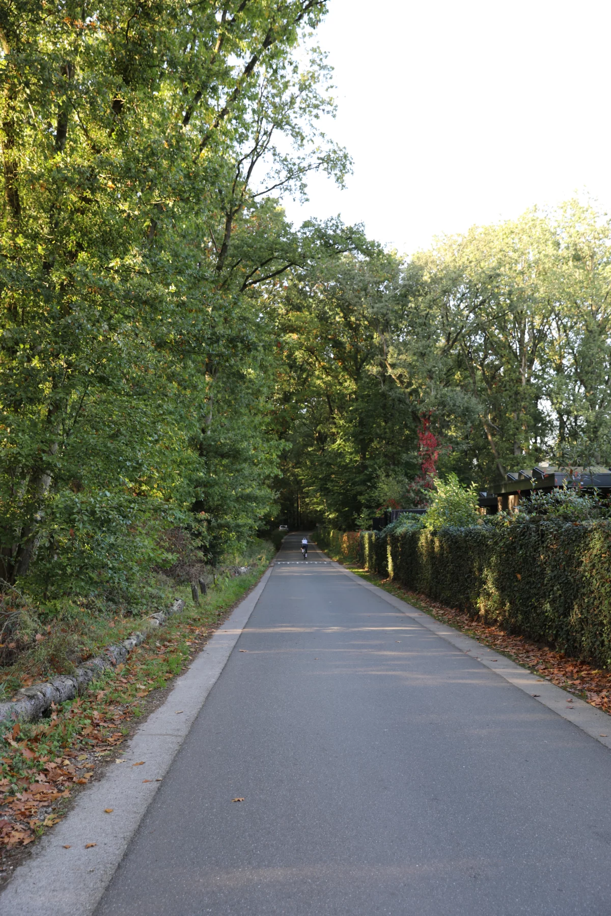 Toegangsweg met bomen bij Soof Heuvelrug